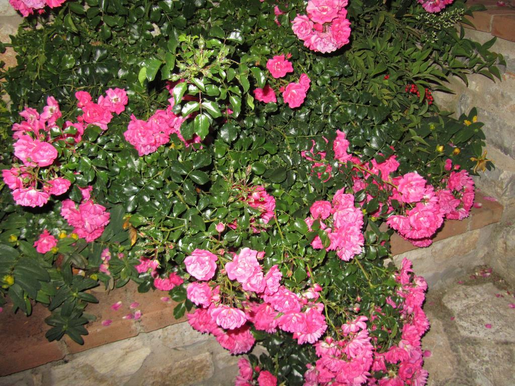 Agriturismo Borghetto Il Montino Rapolano Terme Buitenkant foto